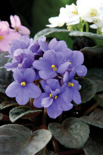 Winter-Blooming Plants for Indoors